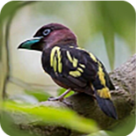 WWW,133av·COM网站APP